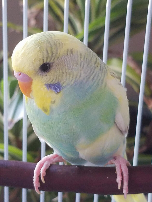 Pastel Sugar Peep "Peep"