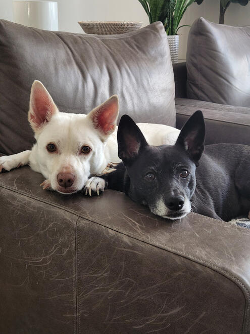 Bruno & Jersey